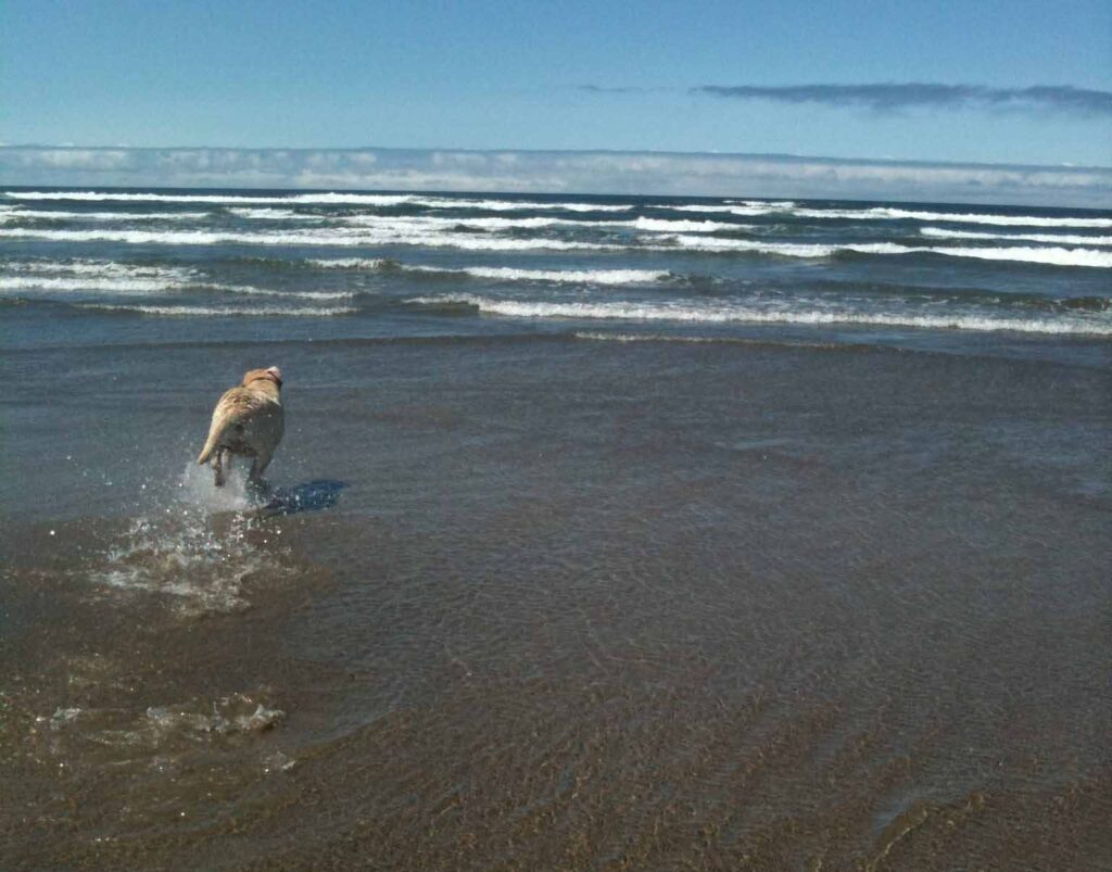My Dog on the Beach, photo by Naomi Steinberg, Ph.D.
