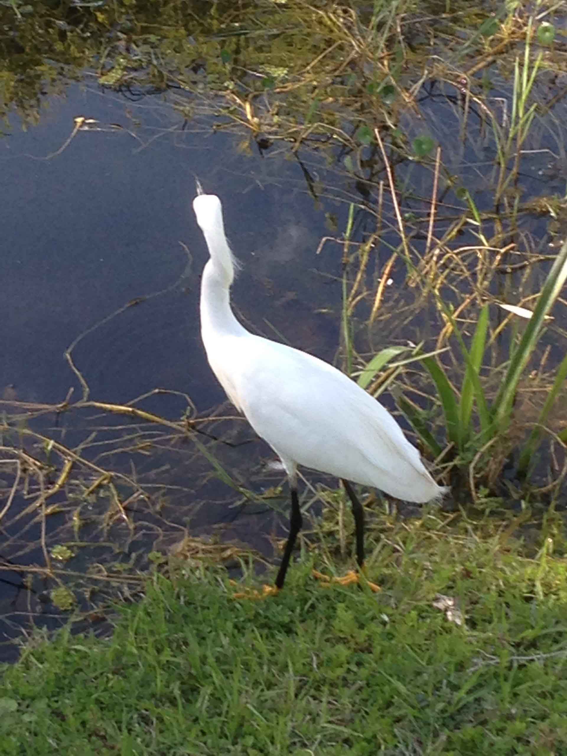 Snowy Egret, Flower, photo by Naomi Steinberg, Ph.D.
