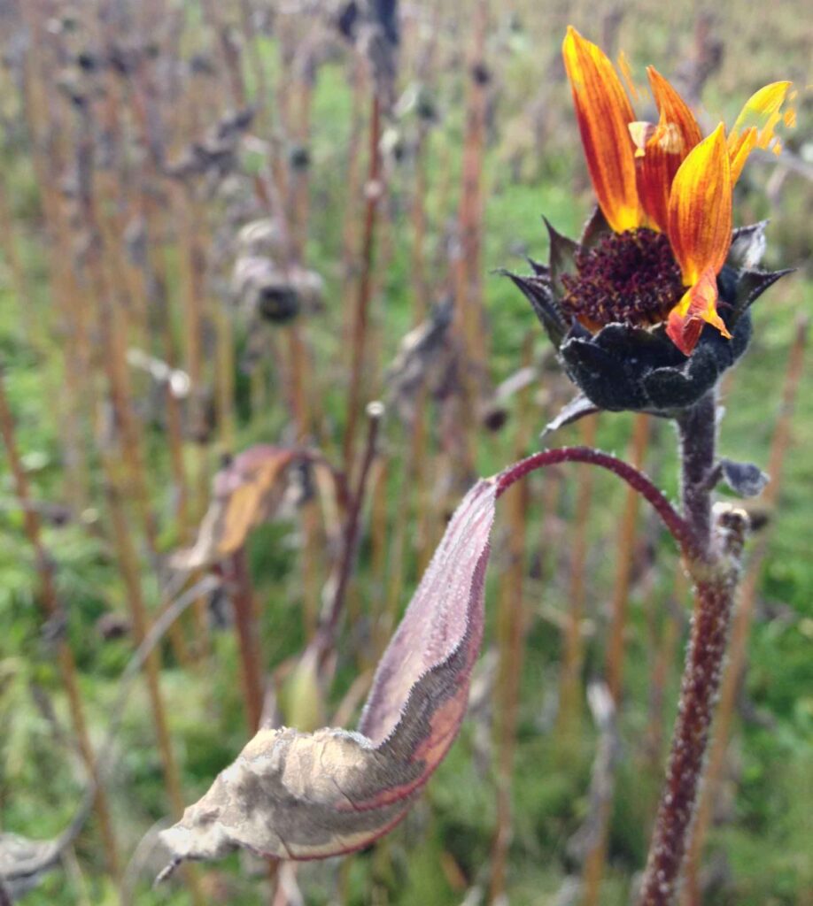 Flower, photo by Naomi Steinberg, Ph.D.