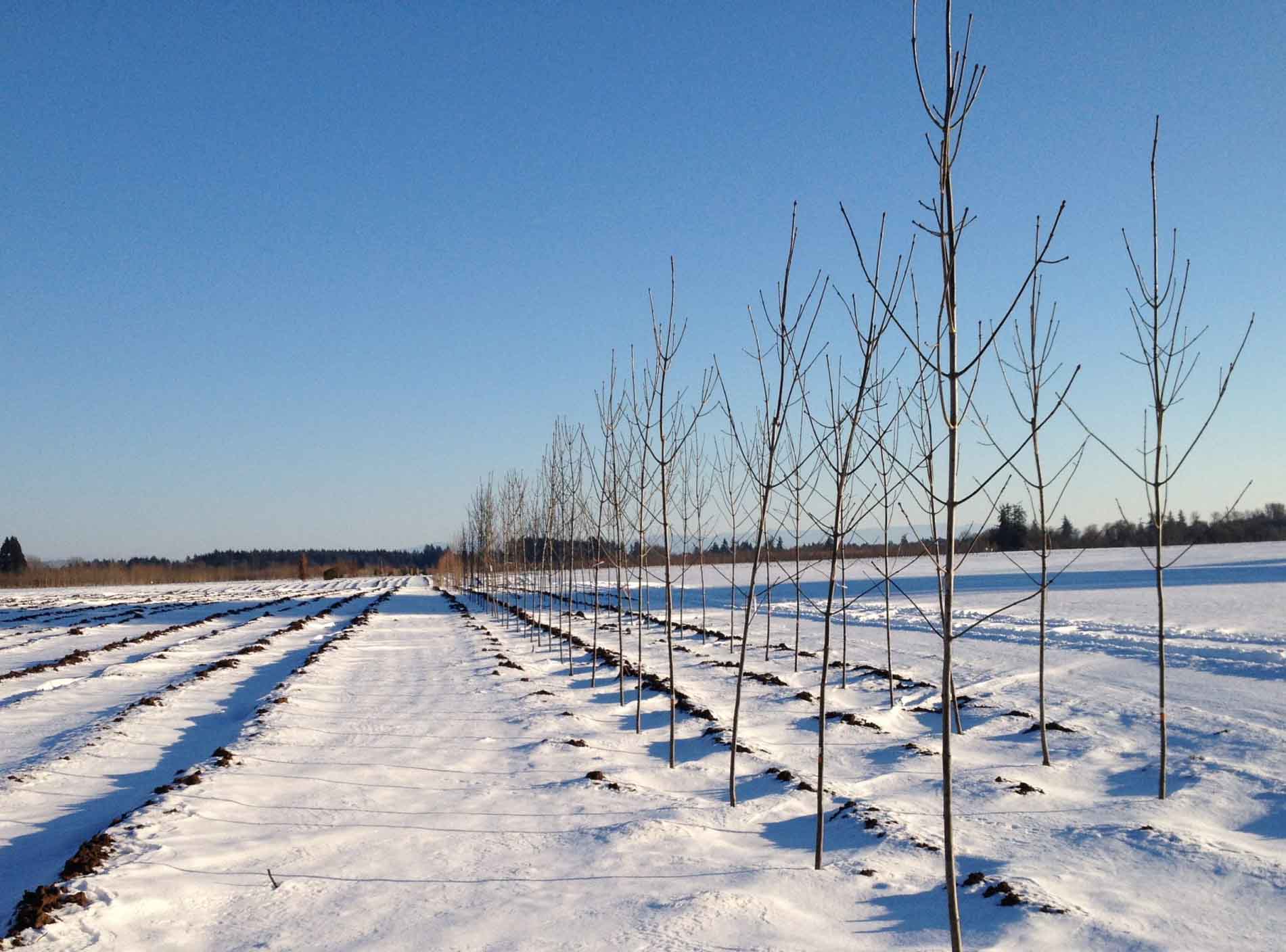 Snow field, photo by Naomi Steinberg, Ph.D.