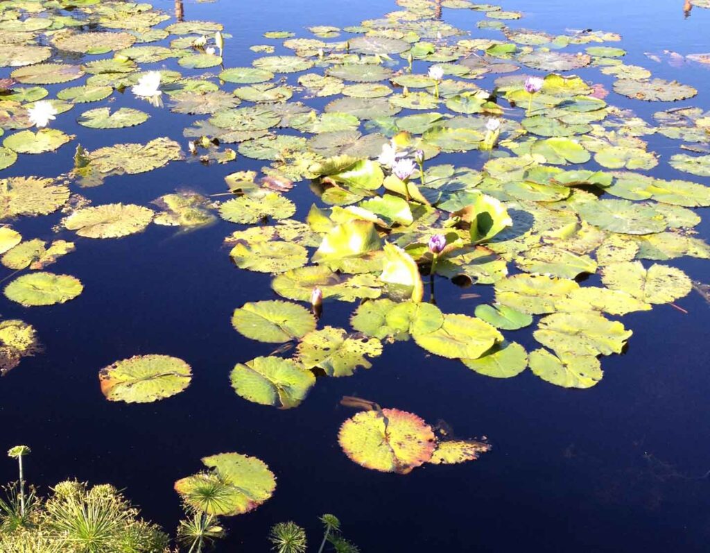 Water Lilies, photo by Naomi Steinberg, Ph.D.